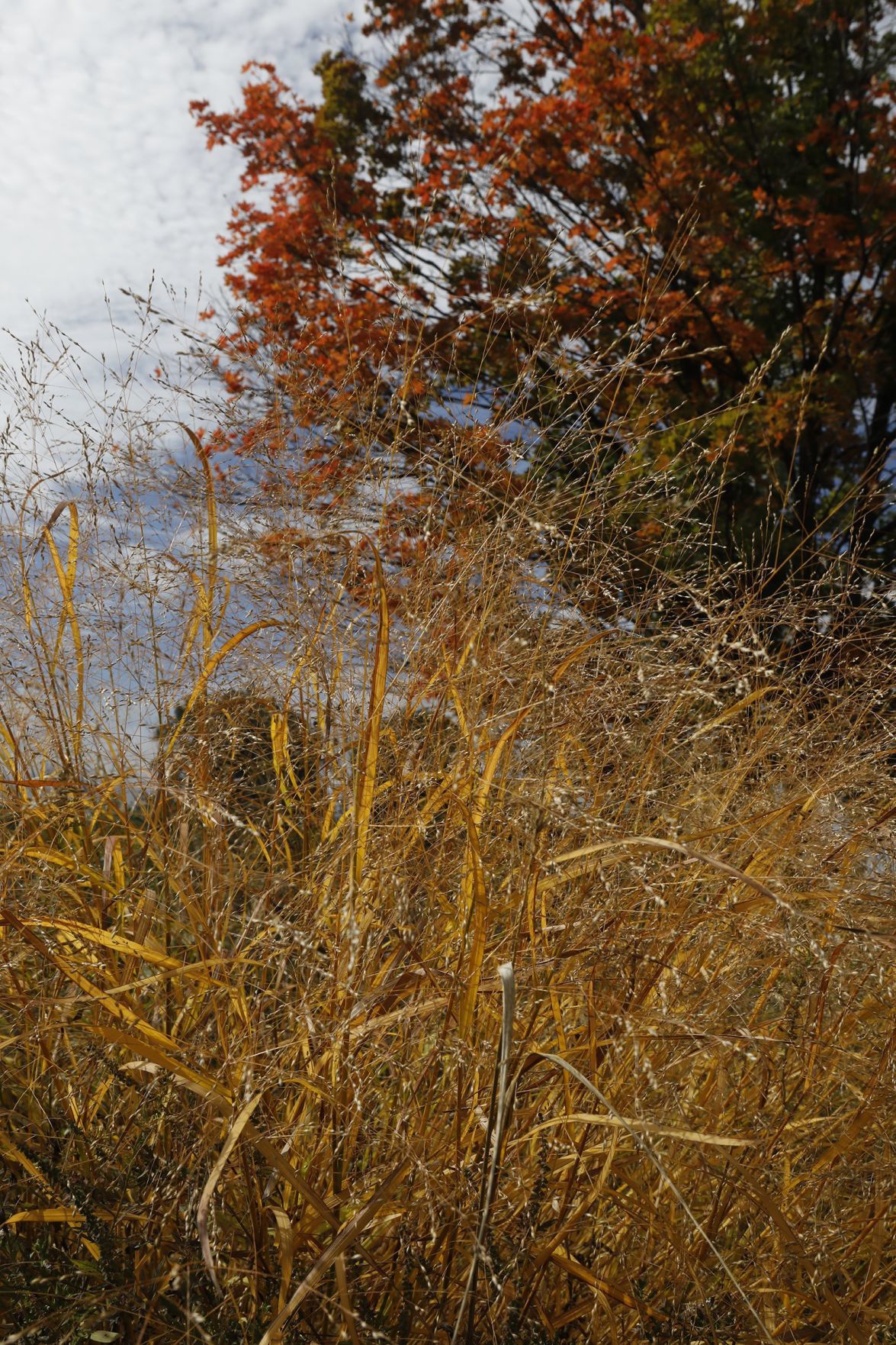 Fall Arrives in the St. Louis region